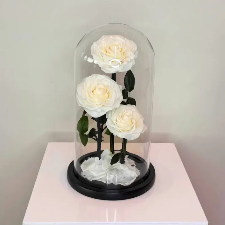 A glass dome encases three large white roses on a table, serving as a luxurious floral keepsake for special celebrations.